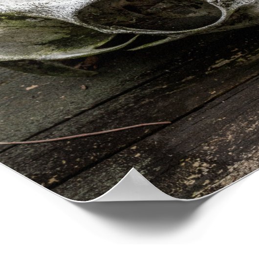 Whitetail Deer Skull Poster (Ecke)