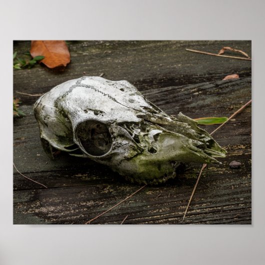 Whitetail Deer Skull Poster (Vorne)