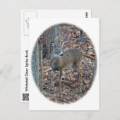 Whitetail Deer Spike Buck Serie Postkarte (Vorne/Hinten)
