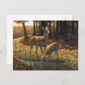 Whitetail Doe and Fawn Drinks aus einem Stream Postkarte (Vorne/Hinten)