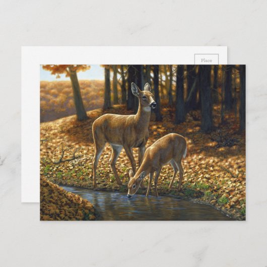 Whitetail Doe and Fawn Drinks aus einem Stream Postkarte (Vorne/Hinten)