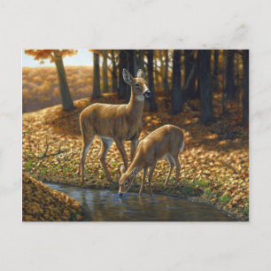 Whitetail Doe and Fawn Drinks aus einem Stream Postkarte