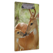 Whitetail-Dollar-und Kitz-Abbinden Klemmbrett (Rechts)