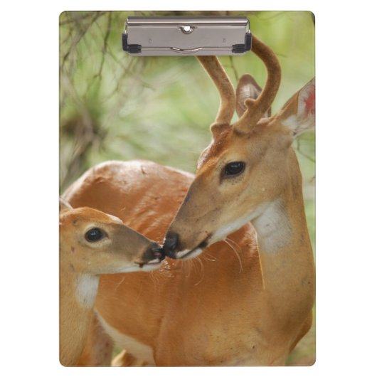 Whitetail-Dollar-und Kitz-Abbinden Klemmbrett (Vorderseite)