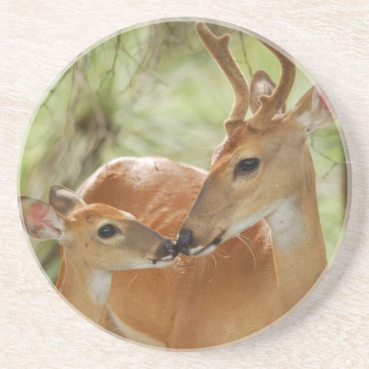 Whitetail-Dollar-und Kitz-Abbinden Sandstein Untersetzer (Vorne)