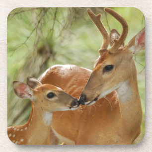 Whitetail-Dollar-und Kitz-Abbinden Untersetzer