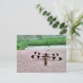 Whitetail Dragonfly Postcard Postkarte (Stehend Vorderseite)