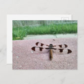 Whitetail Dragonfly Postcard Postkarte (Vorne/Hinten)
