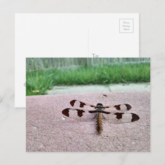 Whitetail Dragonfly Postcard Postkarte (Vorne/Hinten)