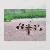 Whitetail Dragonfly Postcard Postkarte (Vorderseite)