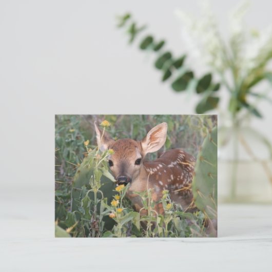 Whitetail Fawn Postkarte (Stehend Vorderseite)