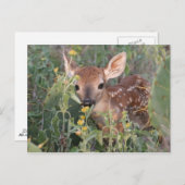 Whitetail Fawn Postkarte (Vorne/Hinten)