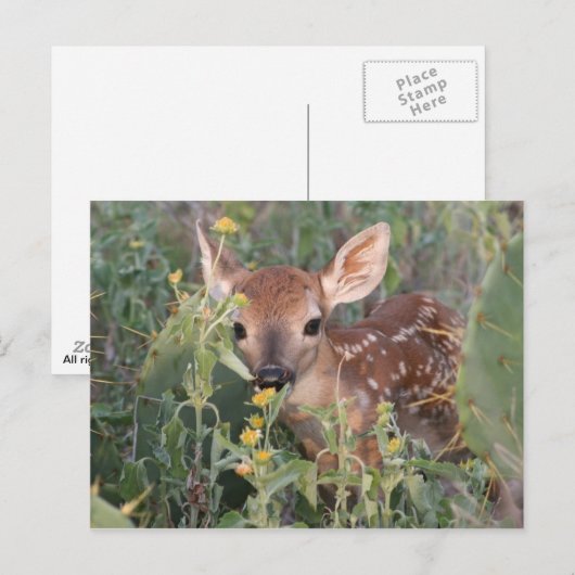 Whitetail Fawn Postkarte (Vorne/Hinten)