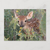 Whitetail Fawn Postkarte (Vorderseite)