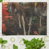 Whitetail im Herbst Handtuch (Gefaltet)