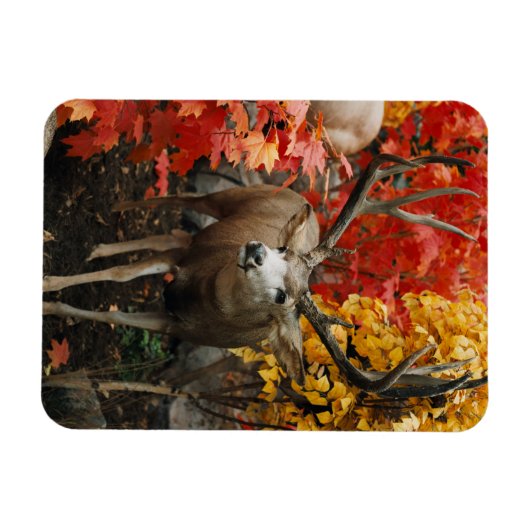 Whitetail im Herbst Magnet (Horizontal)
