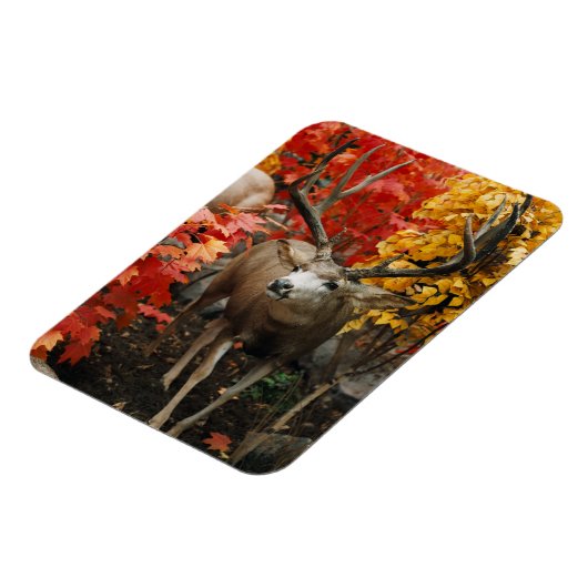 Whitetail im Herbst Magnet (Linke Seite)