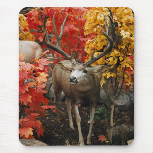 Whitetail im Herbst Mousepad (Vorne)