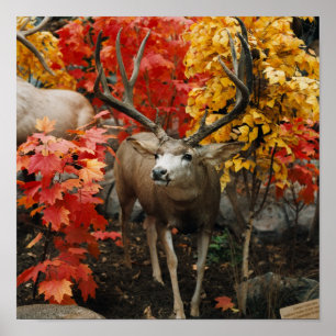 Whitetail im Herbst Poster