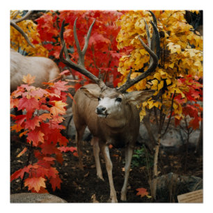 Whitetail im Herbst Poster