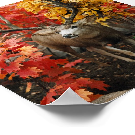 Whitetail im Herbst Poster (Ecke)