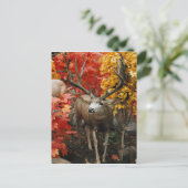 Whitetail im Herbst Postkarte (Stehend Vorderseite)