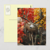 Whitetail im Herbst Postkarte (Vorne/Hinten)
