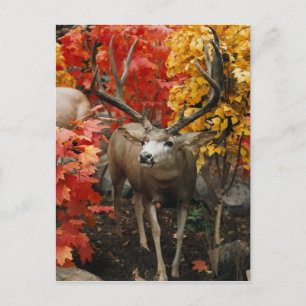 Whitetail im Herbst Postkarte