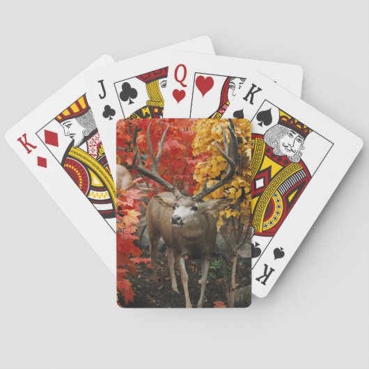 Whitetail im Herbst Spielkarten (Rückseite)