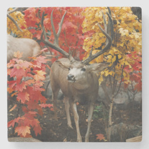 Whitetail In Autumn Steinuntersetzer