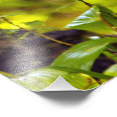 Whitetail Reh in Whitefish, Montana, USA Fotodruck (Ecke)