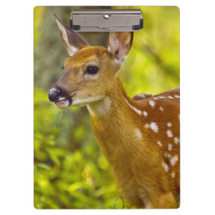 Whitetail Reh in Whitefish, Montana, USA Klemmbrett