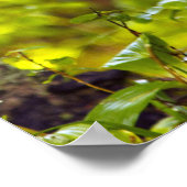 Whitetail Reh in Whitefish, Montana, USA Poster (Ecke)