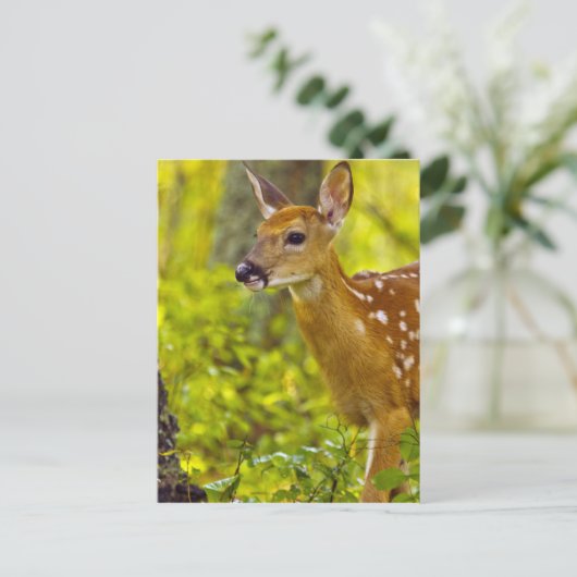 Whitetail Reh in Whitefish, Montana, USA Postkarte (Stehend Vorderseite)