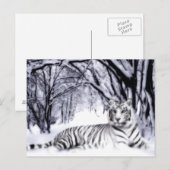 WhiteTiger Postkarte (Vorne/Hinten)