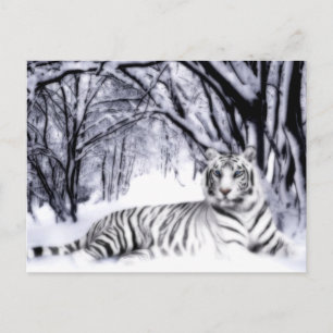WhiteTiger Postkarte