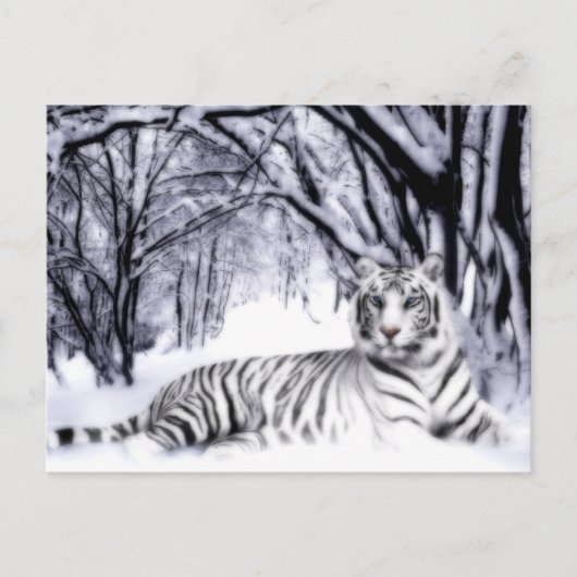 WhiteTiger Postkarte (Vorderseite)