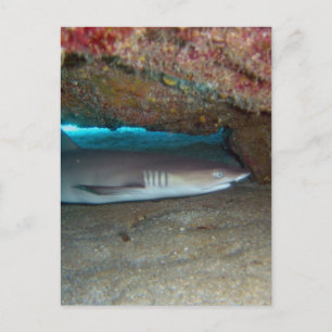 Whitetip Reef Shark 2 Postkarte