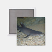 Whitetip Reef Shark Magnet (Vorderseite/Rückseite)