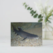 Whitetip Reef Shark Postkarte (Stehend Vorderseite)