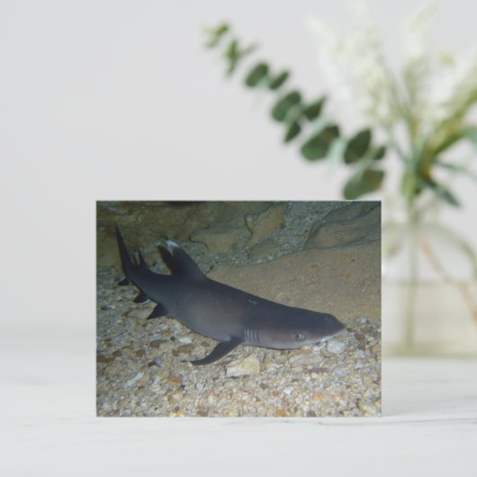 Whitetip Reef Shark Postkarte (Stehend Vorderseite)