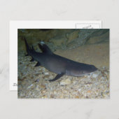 Whitetip Reef Shark Postkarte (Vorne/Hinten)