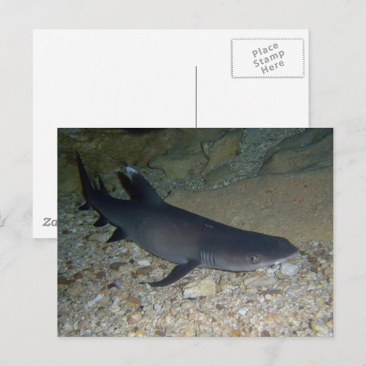 Whitetip Reef Shark Postkarte (Vorne/Hinten)
