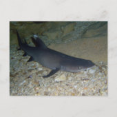 Whitetip Reef Shark Postkarte (Vorderseite)