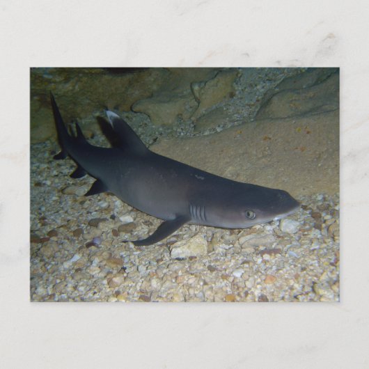 Whitetip Reef Shark Postkarte (Vorderseite)