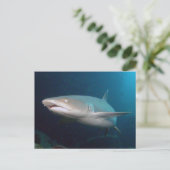Whitetip Reef Shark Postkarte (Stehend Vorderseite)