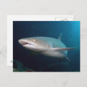 Whitetip Reef Shark Postkarte (Vorne/Hinten)