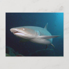 Whitetip Reef Shark Postkarte