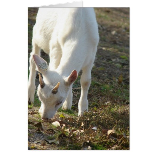 Whitey The Saanen Goat (Vorne)