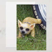 Whiz Kid Briefpapier (Vorne/Hinten)
